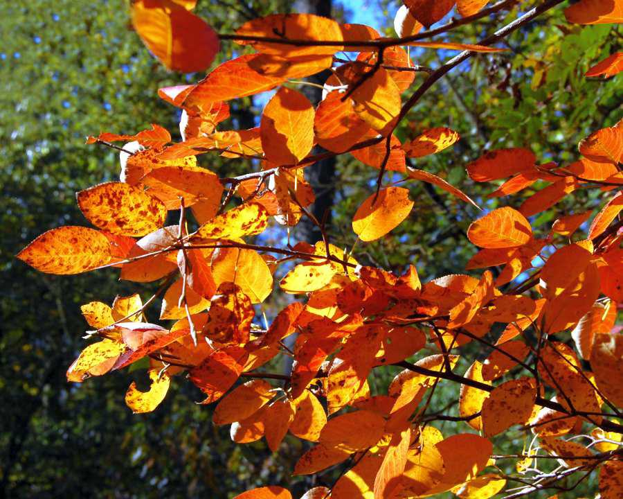 Herbstimpressionen