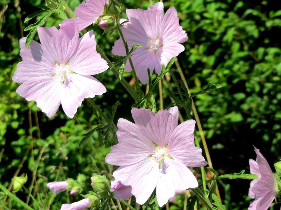 Rosen-Malve (Malva alcea)