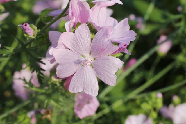 Rosen-Malve (Malva alcea)