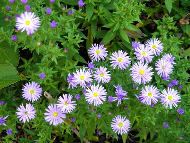 Kapaster (Felicia amelloides)