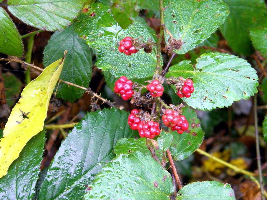 Brombeeren (Rubus sect. Rubus)