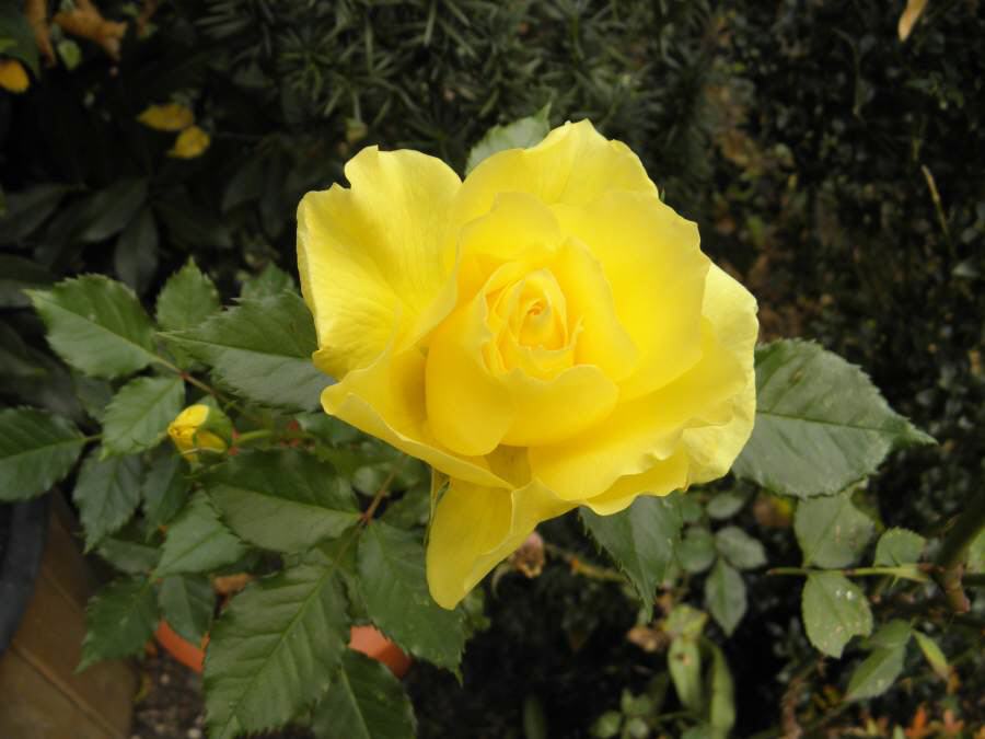 Gelbe Rosen (lat:. Rosa Hemisphaerica)
