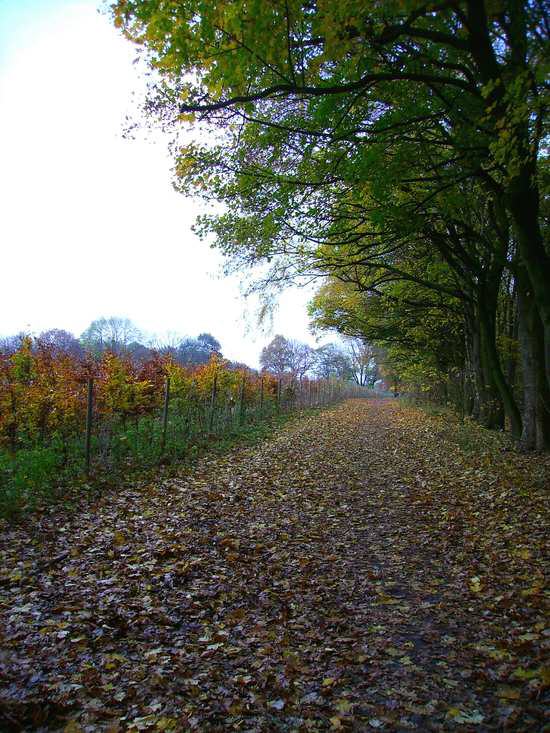 Herbstimpressionen
