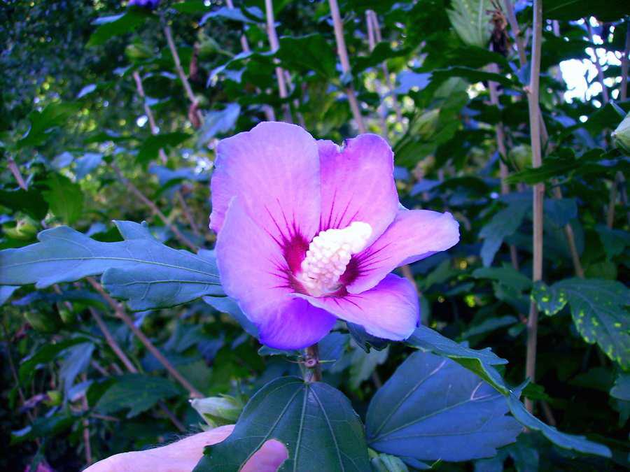Hibiskus (Hibiscus)