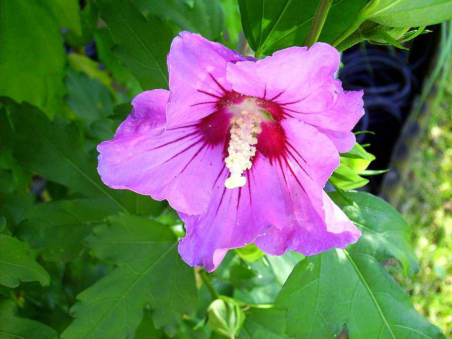 Hibiskus (Hibiscus)