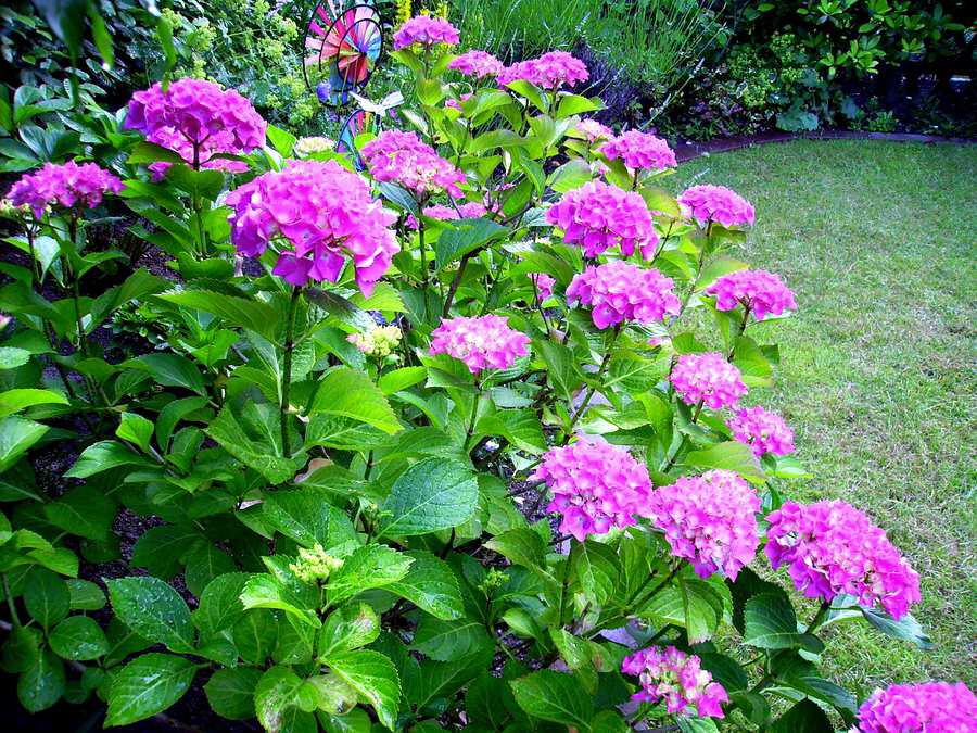 Gartenhortensie (Hydrangea macrophylla)