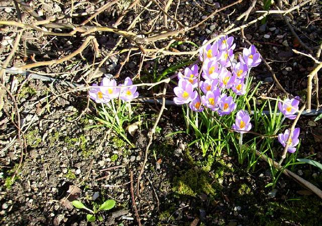 Krokusse (lat:: Crocus)