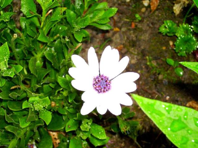 Bornholmer Margerite (Osteospermum)