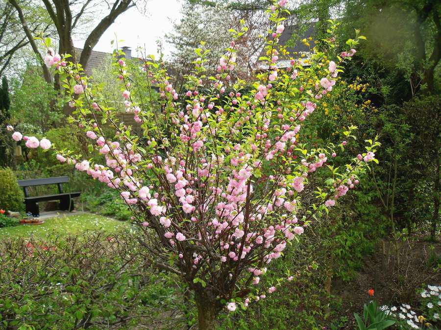 Mandelbaum (Prunus dulcis)