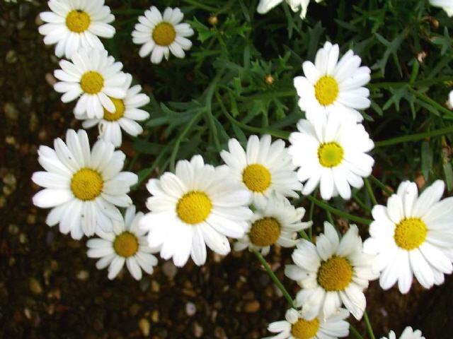 Margeriten (Leucanthemum)
