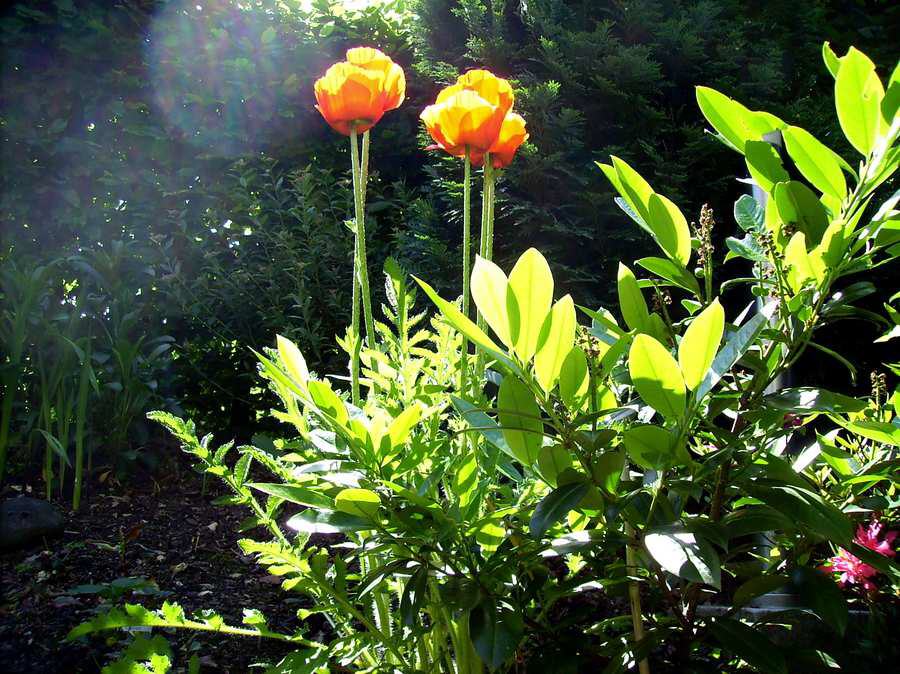 Sommerimpressionen