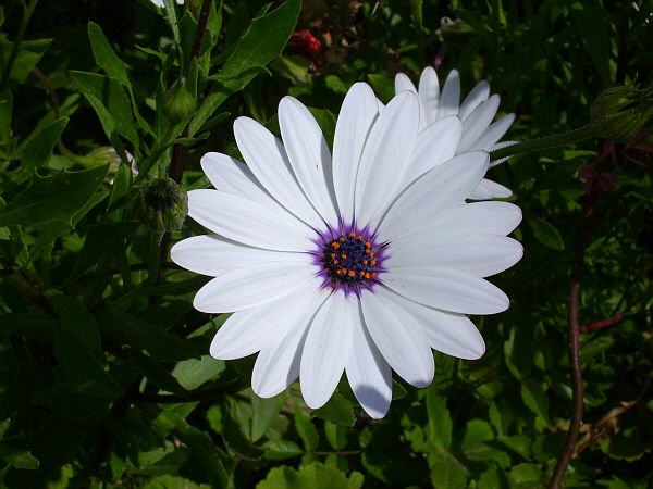 Bornholmer Margerite (Osteospermum)