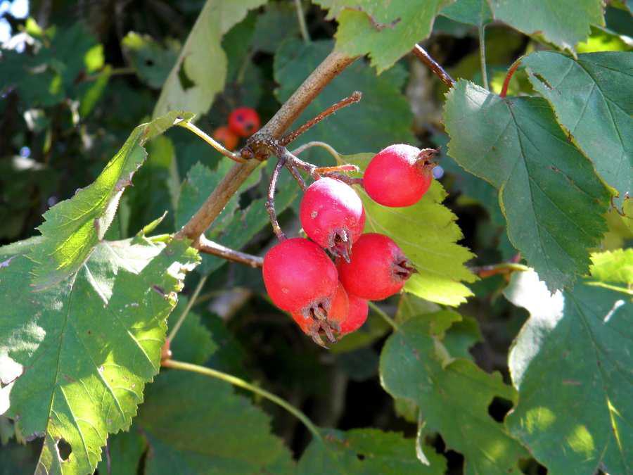 Vogelbeere (auch Eberesche oder Vogelbeerbaum)