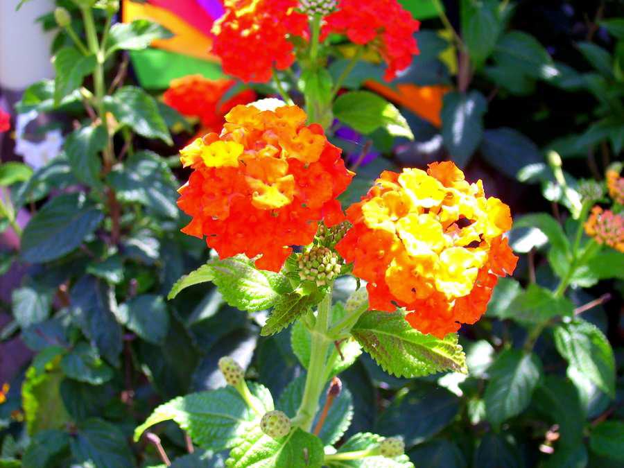 Wandelröschen (Lantana camara)