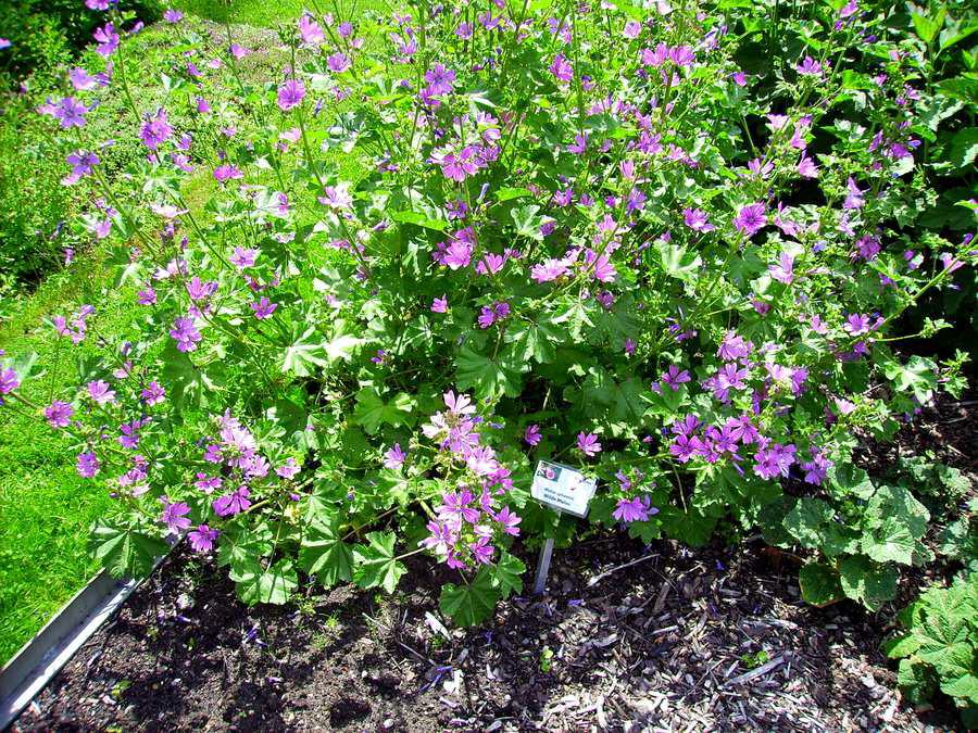 Wilde Malve (Malva sylvestris)